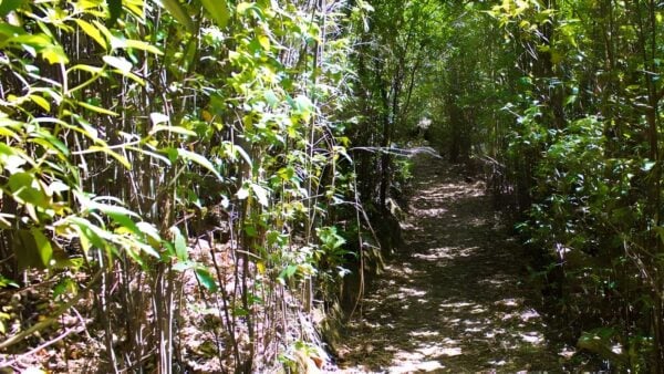 Cascades walk (200m)