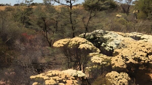Reynoldson reserve trail walk (2. 4km)