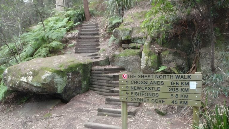 Thornleigh to galston gorge hike (15. 5km)