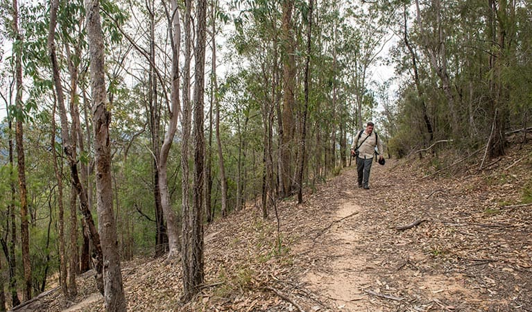 Yango Walking Track (6km) Yango walking track trail hiking australia