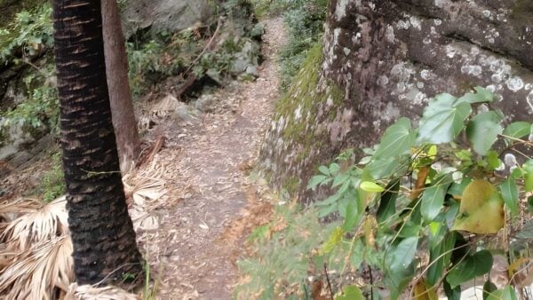 Cabbage Tree Trail Walk (1.7km) Cabbage tree trail walk (1. 7km)