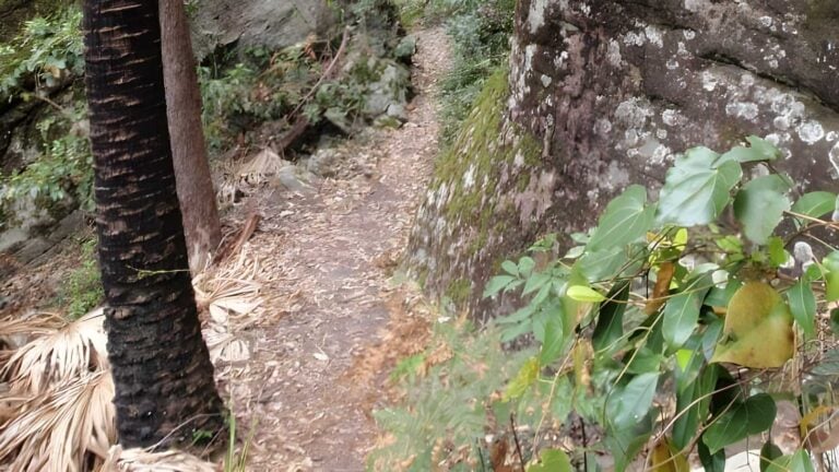 Cabbage tree trail walk (1. 7km)