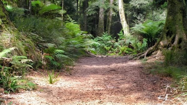Cascades Walking Track (5.7km) Cascades walking track (5. 7km)