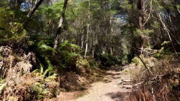 Corn Trail Walking Track (12km) Corn trail walking track (12km)