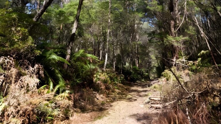 Corn Trail Walking Track (12km) Corn trail walking track (12km)