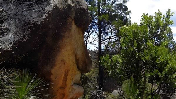 Mystery face walking track (2. 6km)