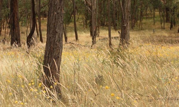 Hikes Trail hiking waterloo forest circuit 600x360