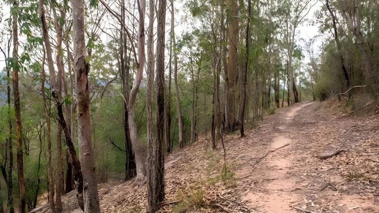 Yango walking track (6km)
