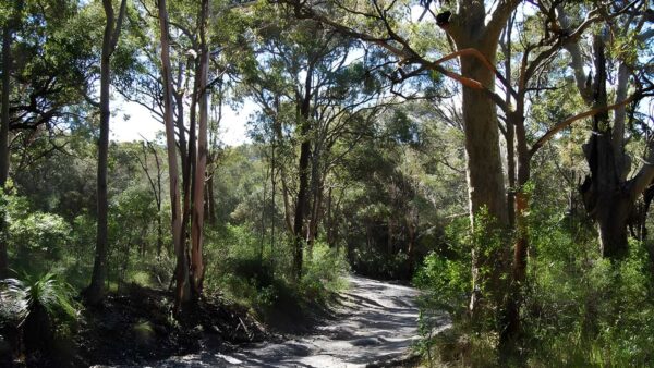 Yondeo Trail Walk (2.5km) Yondeo trail walk (2. 5km)