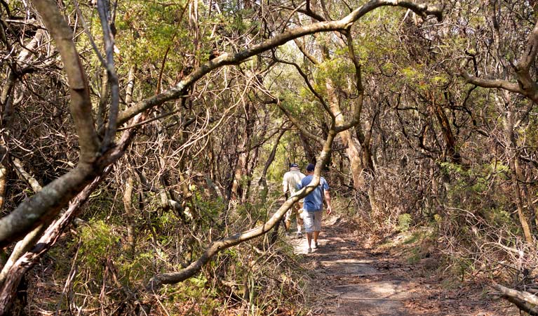 Lyrebird Dell Walking Track (1.7km) Lyrebird dell walking track trail hiking australia