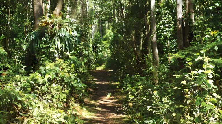 Bundagaree rainforest walk (6km)