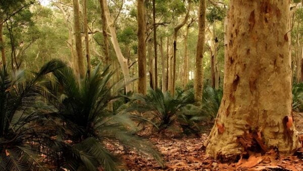 Burrawang Walking Track (3km) Burrawang walking track (3km)