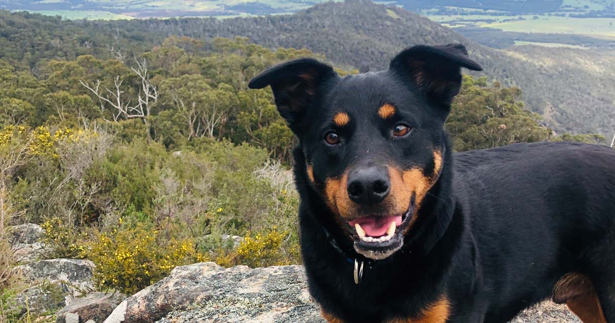 hiking with your dog Hiking with your dog
