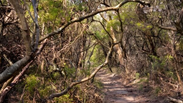 Lyrebird Dell Walking Track (1.7km) Lyrebird dell walking track (1. 7km)