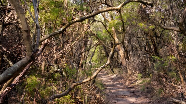 Lyrebird Dell Walking Track (1.7km) Lyrebird dell walking track (1. 7km)