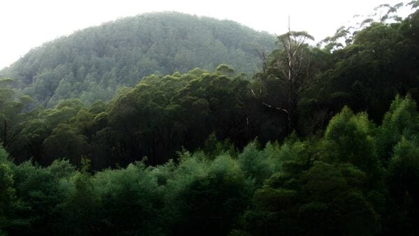 Mount dom dom hermitage track (13. 5km)