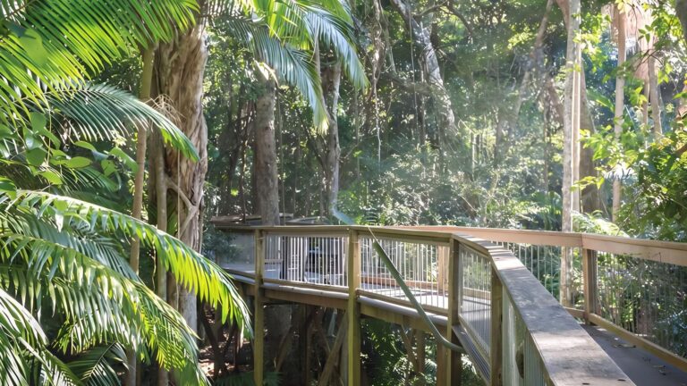 Sea acres rainforest boardwalk (1. 3km)