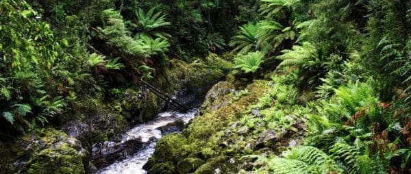 Hikes in Tasmania Kelly basin trail hiking australia 600x254