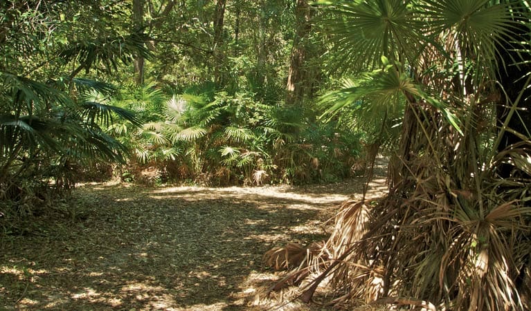 Mungo Rainforest Walk (1.5km) Mungo rainforest walk trail hiking australia