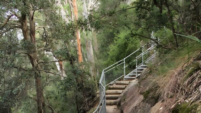 Caleys lookout track walk (1. 2km)