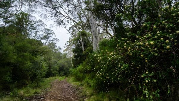 Corker trail hike (20km)