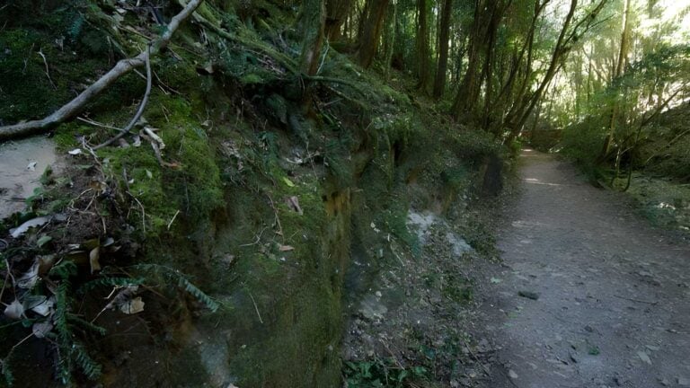 Hidden Treasure Track (4.5km) Hidden treasure track (4. 5km)