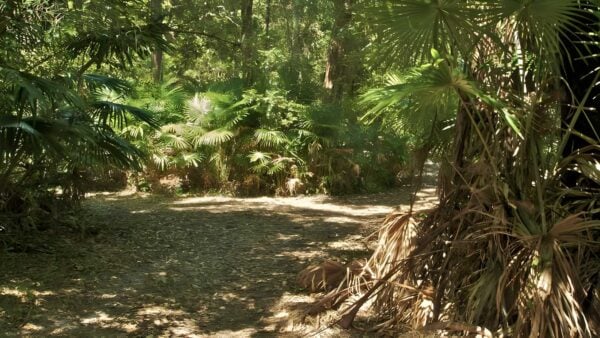 Mungo rainforest walk (1. 5km)