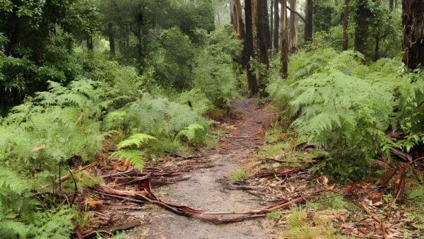 Goodenia Rainforest Walking Track (1.2km) Goodenia rainforest walking track (1. 2km)