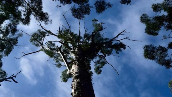 King karri trail walk (2km)