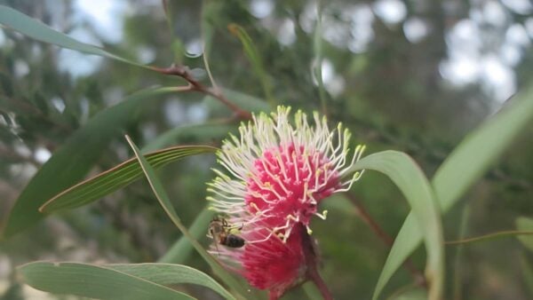 Len otte nature trail walk (1km)