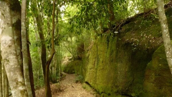 Moss wall walk (500m)