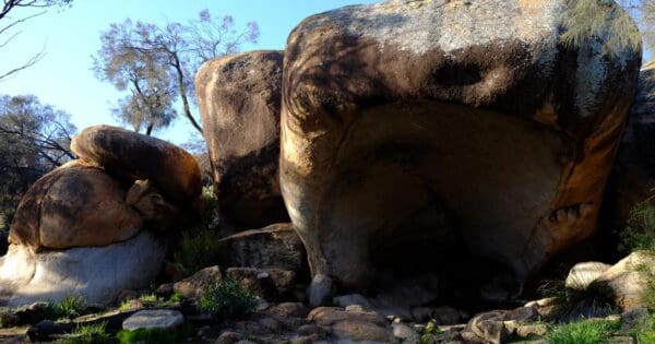 Hippos yawn 600x315