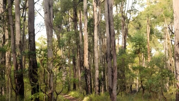 Possum Tree Walk (1.9km) Possum tree walk (1. 9km)