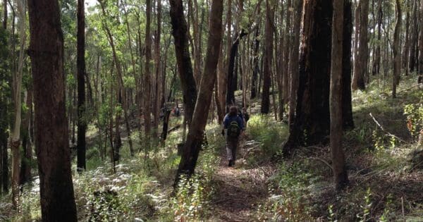 O'Briens & Byers Circuit Hike (17.5km) Heritage and whipstick 600x315