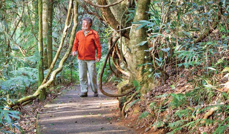 Satinbird Stroll Walk (600m) Satinbird stroll trail hiking australia
