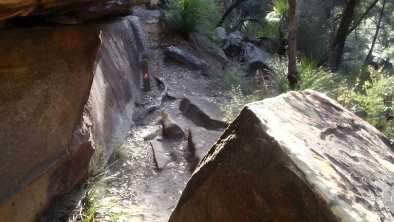 Hornsby to fishponds walk (5. 6km)