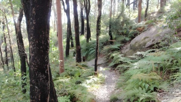Upper rumbalara circuit walk (3. 3km)