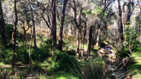 Whistlepipe gully walk (3. 5km)