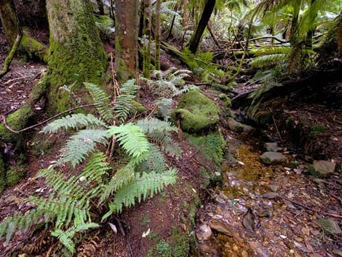 Fern glade circuit