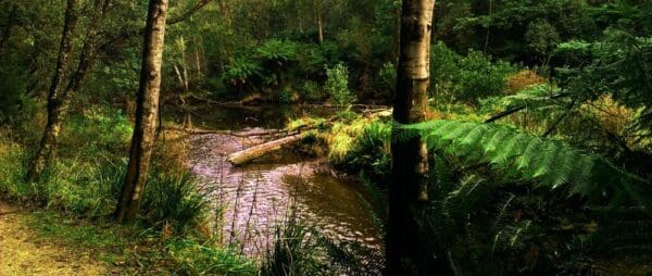 Hikes Fern glade walk trail hiking australia 600x254
