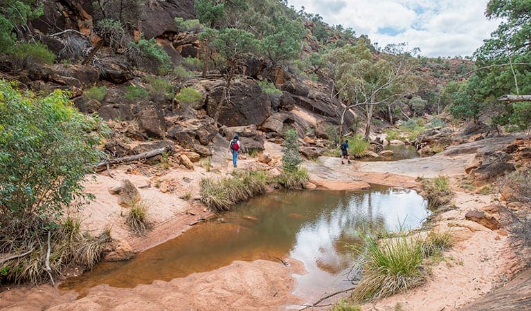 Homestead Gorge walking track Homestead gorge walking track