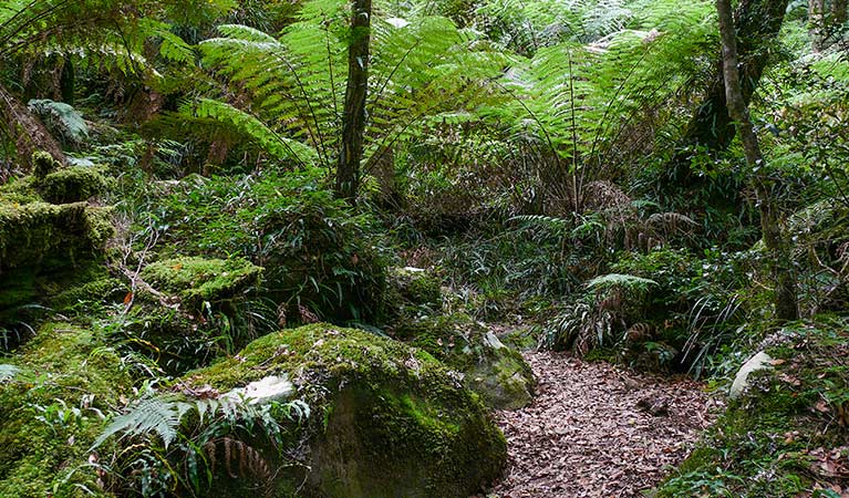 Lyrebird Walking Track (5.5km) Lyrebird walking track trail hiking australia