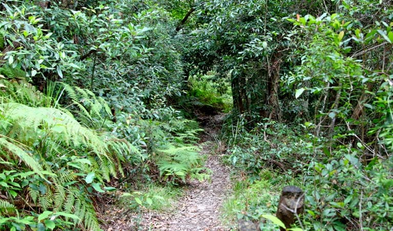 Seaforth Oval to Natural Bridge Track (3.4km) Seaforth oval to natural bridge track trail hiking australia