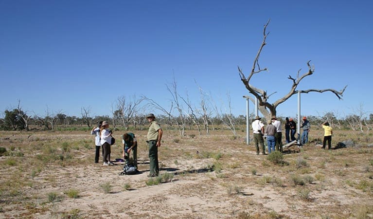 Sturt's Tree Walk (7km) Sturts tree walk trail hiking australia
