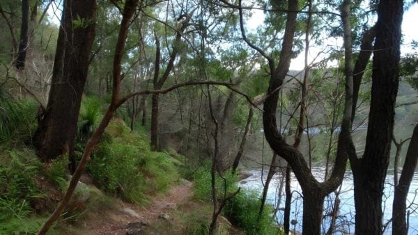 Darri & Warrimoo Tracks to Mt Kuring-Gai Hike (14.6km) Darri & warrimoo tracks to mt kuring-gai hike (14. 6km)