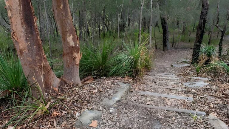 Fiddens Wharf Walking Track (3km) Fiddens wharf walking track (3km)