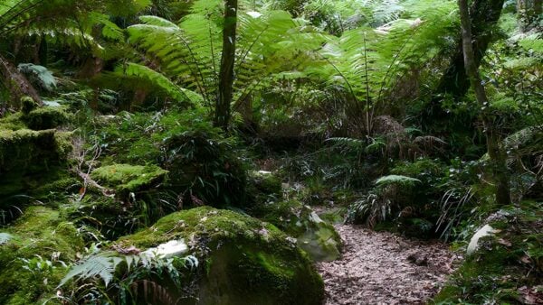 Lyrebird Walking Track (5.5km) Lyrebird walking track (5. 5km)