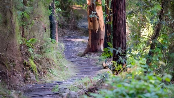 Nepean River Walking Track (2.5km) Nepean river walking track (2. 5km)