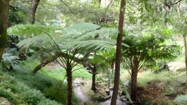 Roseville to Chatswood Station - Lane Cove River Hike (6km) Roseville to chatswood station - lane cove river hike (6km)