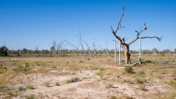 Sturt's tree walk (7km)